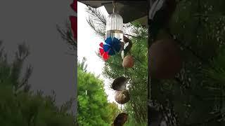 Bird Feeder Ideas with Bottles #shorts #birdslover