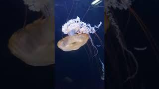 JELLY FISH @ THE ZOO & WILL STINGS YOU