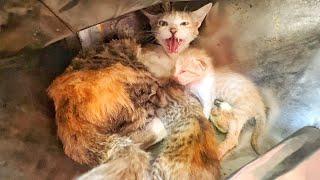Aggressive Mama Cat Lost Trust in Humans after her Owner Abandoned her Babies!
