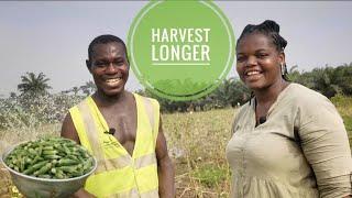 Okro | 2 Things To Help You Harvest Okro For Long | Frenat Farms