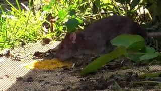 DAYSTATE WOLVERINE RAT SHOOT PEST CONTROL PART TWO