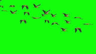 Birds Flying Green Screen HD Video Effect