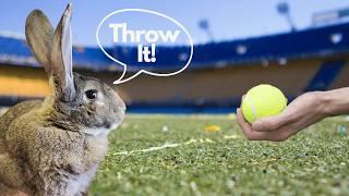 Flemish Giant Rabbit Loves To Play!