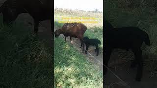 Sheep families. We have two new borns now️️ #sheep #sheepfarming #blacksheep #blackmaasai