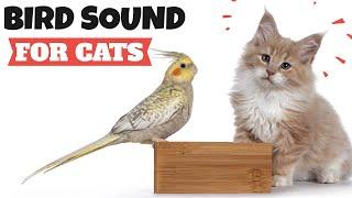 Bird Sound For Cats