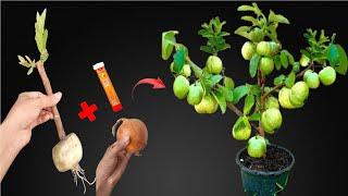 SPECIAL TECHNIQUE - Using onions to propagate Guava trees, the tree bears fruit all year round