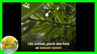 [HD] How Does a Plants Immune System Work | SCIENCE