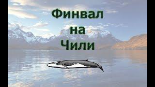 Русская Рыбалка 3.99 (Russian Fishing) Финвал на Чили