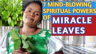 HOW TO USE MIRACLE LEAVES TO ATTRACT MONEY, OPEN THIRD EYE, DESTROY BAD LUCK, DREAMS, RECOVER DEBTS-