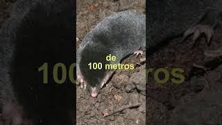 Topo.  Dato curioso. #shorts #curiosidades #mole