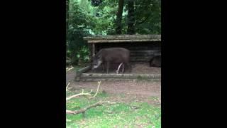 5 legged Tapir in Fota Wildlife Park