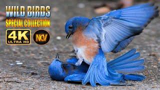 Wild Birds Special Collection 8K VIDEO ULTRA HD HDR 60FPS  || Amazing Birds 4K Video ||  NCV || #4