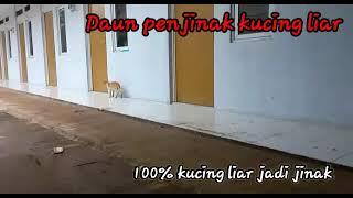 Daun penjinak kucing liar || 100% Kucing Liar Jadi Jinak || Daun Anting -  anting