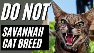 7 Reasons You SHOULD NOT Get a Savannah Cat