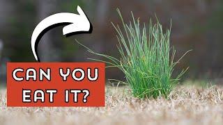 What is that strange onion grass in your yard?