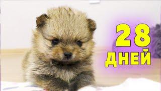 Spitz puppies are 28 days old - 4 weeks old. The puppy tries the water. What we feed the puppies