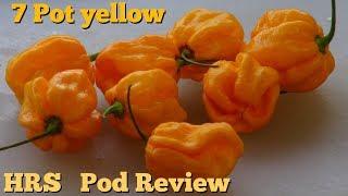 ⟹ 7 Pot Yellow Pepper | Capsicum chinense | Pod Review
