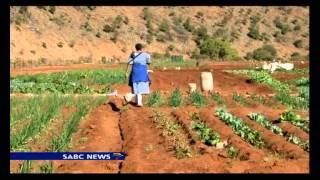 Small scale subsistence farmers in KZN are reaping big rewards