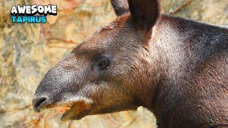 Incredible Tapirus Having Some Relaxation