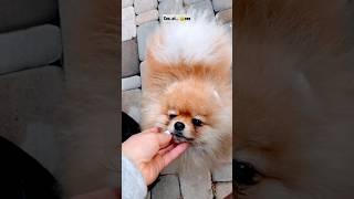 cute puppy /cuttest puppy ever i met #dog #funnyvideo #shorts