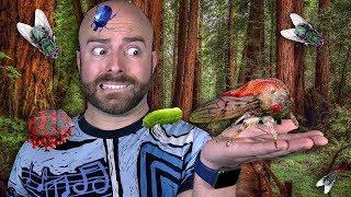 10 DEADLIEST Insects on Earth!