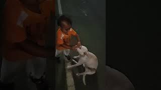 play with Dog