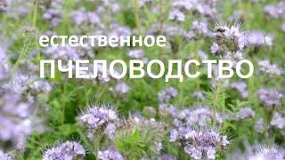 ⨳ЕСТЕСТВЕННОЕ (натуральное) ПЧЕЛОВОДСТВО