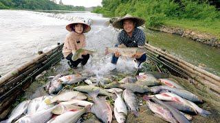 Catching Giant Fish to Cook Delicious Dishes - Steamed Fish, Sour Fish Soup, Grilled Fish | SAPA TV