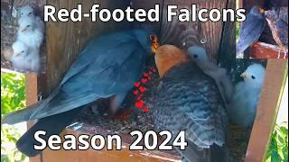 Amazing & Rare Red-footed Falcons 'Season 2024: From Early Days  To Fledging'️Nest 2 Part 2