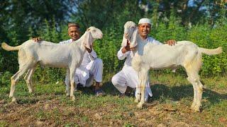 2 Full GOAT Gravy Prepared by Mubashir Saddique | 2 FULL GOAT Eid Lunch | Village Food Secrets