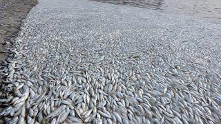 Unbelievable. Millions of fishes in lake India