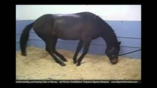 Colic in horses: Horse Vet explains what owners should know