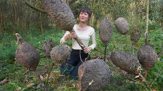 Harvest many ant egg nests and make delicious ant egg rice cakes - Daily life in the farm forest