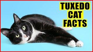 15 Surprising Facts About Tuxedo Cats (Black and White Cats)