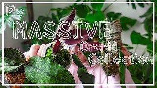 My MASSIVE Orchid Collection! 50+ Rare & Uncommon Orchids!