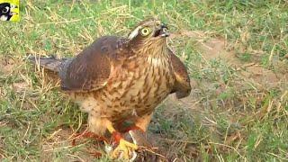 Sparrowhawk training to hunt partridges and quails ||how to train hawk || Wildlife Today