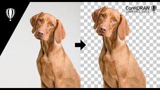 How to remove background in CorelDRAW/PhotoPaint 2022 using Magic Wand Tool