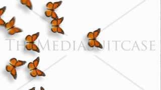 Animated Butterflies Fly Across - Orange Monarch - With Alpha Variations Full HD