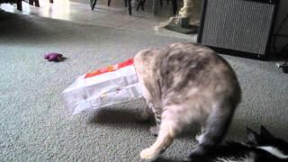 Cat Stuck in Paper Bag