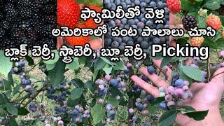 మేము చూసిన అమెరికాలో పంట పొలాలు || Black berry, Starawberry, Blueberries, Picking