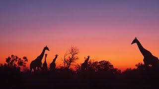 Kruger National Park, Sunset Safari Drive Orpen Gate | South Africa Father Son Adventures Episode 4