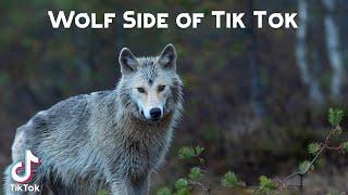 Wolf Side of Tik Tok