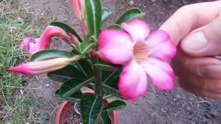 Çöl gülünden nasıl tohum üretilir (Adenium seeds )