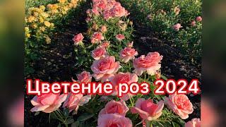 Цветение роз 2024 питомник maryroses.ru