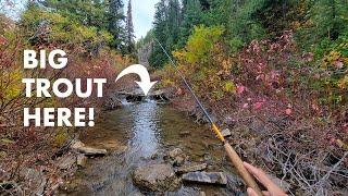 I Caught a MONSTER Out of This TINY Creek! (Tenkara Fly Fishing)