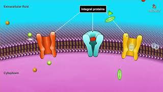 Cell membrane structure and components : Membrane physiology animations