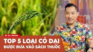 Cà Phê Sáng Cuối Tuần P1 (11-24-24) Top 5 loại cỏ dại được đưa vào sách thuốc