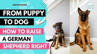 How to raise a German Shepherd ‍ puppy. Health, Nutrition & Training Complete Guide.