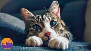 EXTRA - RELAXING Calming Cat Music  Specialist Made Feline Lullabies