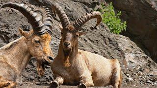 West Caucasian Tur: The Rare and Resilient Mountain Goat-Antelope